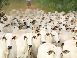 BOI GORDO: queda de preço da novilha nas praças