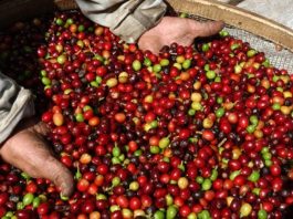 CAFÉ: colheita de robusta começa a ganhar ritmo