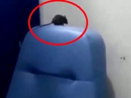 VÍDEO: rato “passeando” no maior hospital público do Cone Sul gera revolta e vereador chama situação de “tremendo descaso” em Vilhena