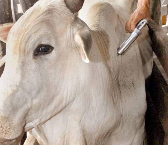 Brasil tem mais seis Estados reconhecidos como áreas livres de febre aftosa sem vacinação