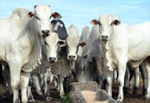 Queda na cotação do boi e vaca gordos