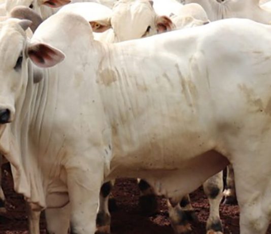Mercado do boi gordo segue com cotações firmes