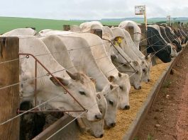 Veja cotação do preço do boi gordo divulgada pela Emater em RO