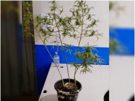 Força Tática prende jovem que plantava maconha para ter produção própria em Vilhena