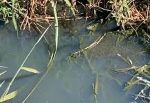 Internauta denuncia vala aberta servindo como criadouro de mosquito da Dengue as margens da BR 364 em Vilhena