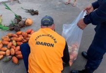 Idaron intensifica fiscalização para proteger lavoura de cacau rondoniense contra fungo