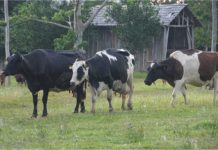 Técnica orientada pela Emater a pecuaristas gera aumento na produção de leite em RO