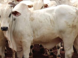 BOI GORDO: semana foi marcada por queda nos preços da arroba