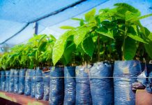 Emater distribui mudas de cacau a comunidades indígenas para incentivar produção em RO