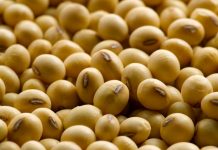 SOJA: com firme demanda e menor estoque, preços sobem no Brasil