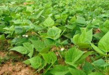 Rondônia deve produzir 4,4 mil toneladas de feijão na safra 2020/2021