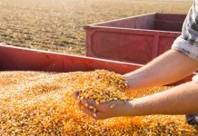 RO é o único Estado brasileiro a registrar aumento na produtividade do milho na segunda safra de 2020/21