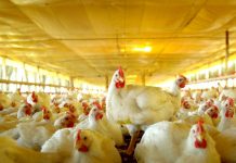 Demanda por frango cresce com aumento da carne bovina