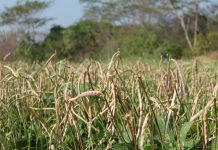 Publicadas portarias para zoneamento de risco climático do feijão-caupi para RO e mais sete Estados