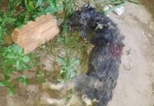 CACOAL: Pitbull invade casas, mata cachorro e mobiliza Polícia Militar