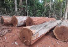 Operação da PF combate exploração de madeira na Terra Roosevelt em RO; madeireiros tinham colaboração de indígenas