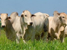 Arroba do boi gordo segue em queda