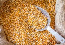 Governo suspende PIS/Cofins na importação de milho para desonerar custo do grão no mercado interno