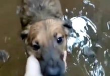VÍDEO: temporal arranca telhado, inunda abrigo de animais e diretora pede apoio para retomar atividades em Cacoal