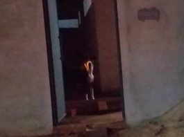 Cadela escapa de quintal, ataca outro cão e provoca acidente grave de trânsito em Vilhena