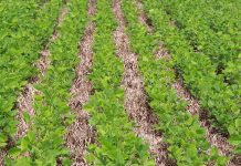 Monitoramento remoto irá mapear intensificação sustentável da agricultura brasileira