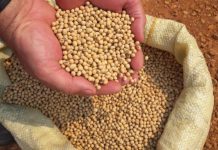 SOJA: baixa umidade reduz ritmo de semeadura no Brasil