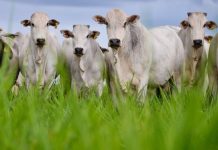 Recuos nas cotações do mercado do boi gordo