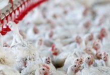 Milho dispara 50% em um ano e encarece frango e ovos