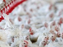 Milho dispara 50% em um ano e encarece frango e ovos