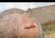 Homem é agredido a coronhadas por assaltante armado em Vilhena