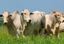 BOI GORDO: frigoríficos sem apetite para compras