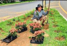 Prefeitura repõe flores furtadas plantadas em rotatórias; secretários pedem ajuda dos vilhenenses