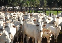 Ji-Paraná sediará “3º Fórum Rondoniense de Prevenção da Febre Aftosa”