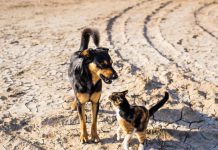 ONG de proteção a animais promove bazar beneficente para arrecadar fundos