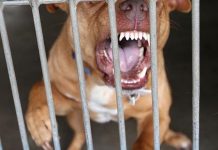 VÍDEO: homem passa por cirurgia após pular muro de casa da namorada e ser atacado por pit bull