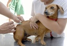 Vilhena estima vacinar 21 mil cães e gatos em campanha antirrábica em 16 de outubro