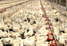 FRANGO: cotações estáveis marcam essa terça-feira