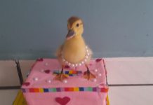 VÍDEO: pato encontra forma inusitada para fugir de casa e viraliza nas redes sociais em Colorado