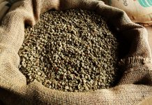 CAFÉ: após valorização expressiva na véspera, arábica e conilon operam com ajustes técnicos nesta 6ª feira