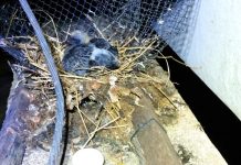 Escola invadida por pombos adia aulas presenciais e Semed busca soluções com pais em Vilhena