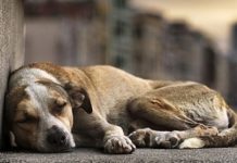 Ong que cuida de animais abandonados promove “queimão” de produtos em bazar beneficente em Vilhena