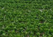 Excesso de chuvas atinge lavouras de soja na Bahia com alagamentos e plantas mortas