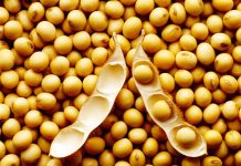 Soja volta a subir em Chicago nesta 5ª feira com poucas chuvas e calor intenso na América do Sul