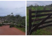 Temporal com ventos fortes derruba árvores e bloqueia estrada na área rural de Vilhena; cabos de energia estão no chão