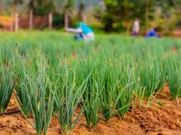 Rondônia é referência de ressocialização de presos na região norte