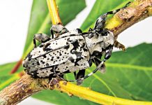 Fevereiro é época de controle da broca-da-erva-mate