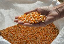 Milho tem mais um dia de valorização e B3 encosta nos R$ 100,00