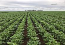Maior região produtora de soja da China vai aumentar área plantada em 2022