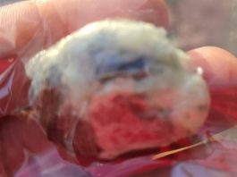 Jovem é detido com porção de maconha em Vilhena