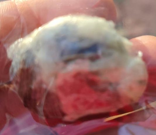 Jovem é detido com porção de maconha em Vilhena